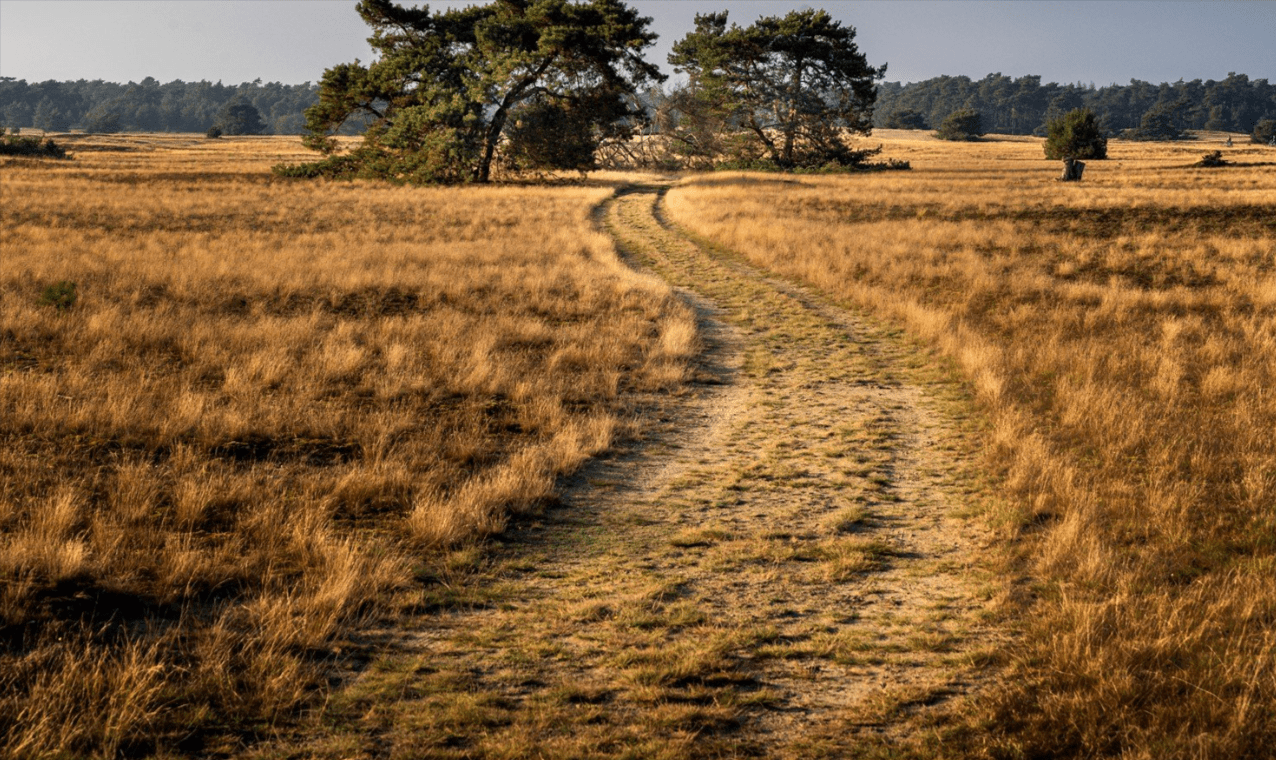 Exploring the Sand Dunes of Schoorl: Holland’s Best-Kept Secret